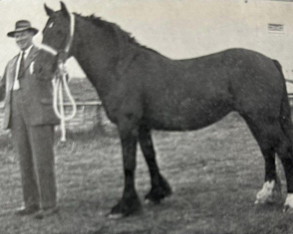 Zuchtstute Wharton Beauty (Dales-Pony, 1954, von Mountain Heather II)