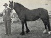 broodmare Wharton Beauty (Dales Pony, 1954, from Mountain Heather II)