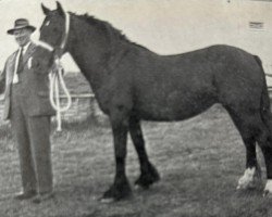 Zuchtstute Wharton Beauty (Dales-Pony, 1954, von Mountain Heather II)