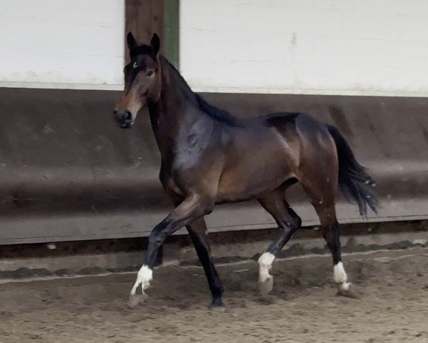 Springpferd Cafe's Leo (Oldenburger, 2023, von Cafe Au Lait)