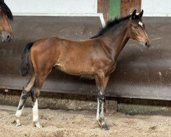 foal by Cafe's Fleur Coleur (Oldenburg, 2024, from Cafe au lait 2)