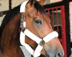 dressage horse Be My Million Bucks (Hanoverian, 2017, from Buckingham)