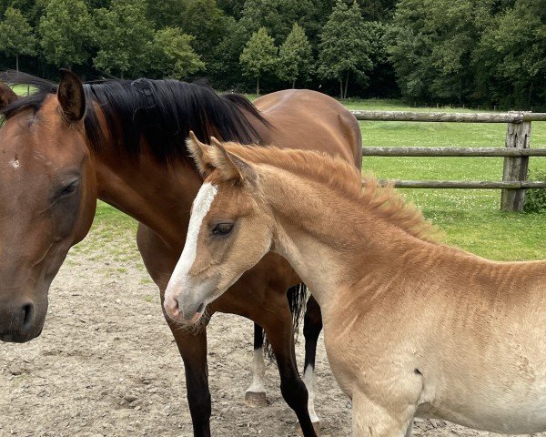 Fohlen von Naschkätzchen (Deutsches Reitpony, 2024, von Neverland WE)