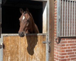 dressage horse Bel Ami (Hanoverian, 2010, from Belissimo NRW)