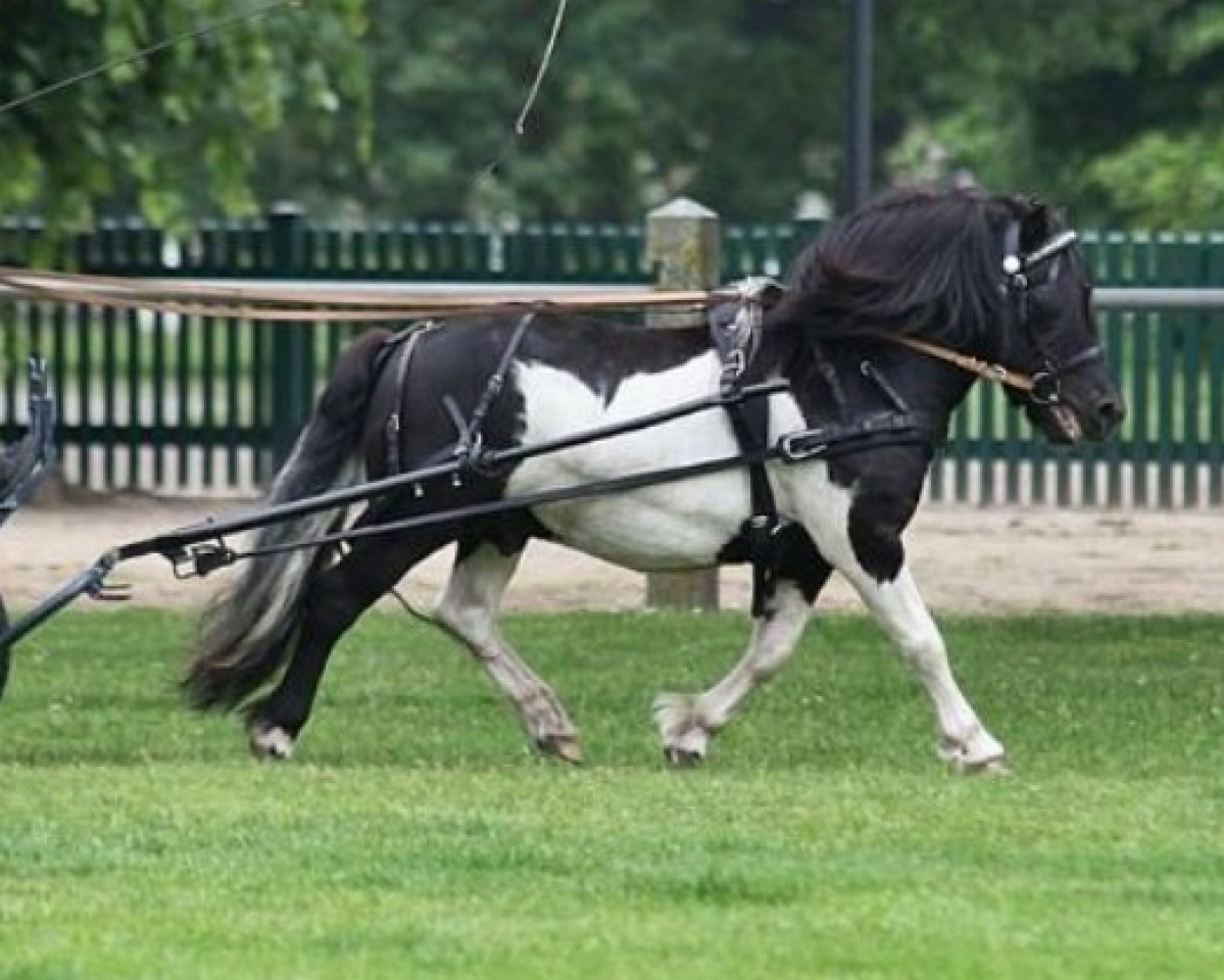 stallion Leelands Mr. Eldor (Shetland Pony, 2013, from Mr. Ed)