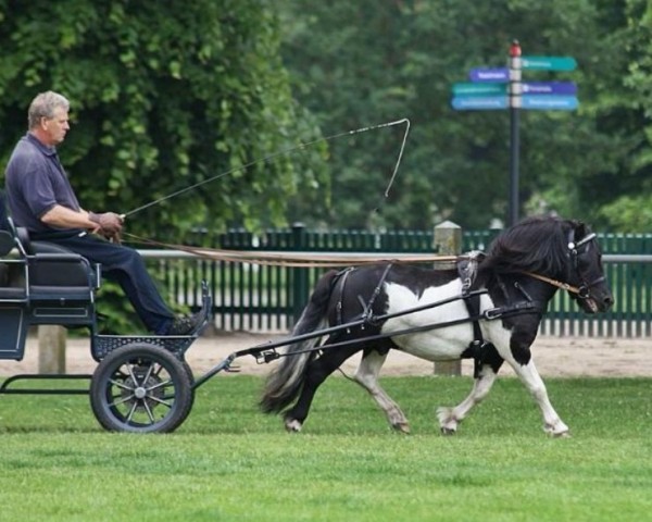 Deckhengst Leelands Mr. Eldor (Shetland Pony, 2013, von Mr. Ed)