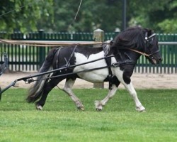 Deckhengst Leelands Mr. Eldor (Shetland Pony, 2013, von Mr. Ed)