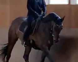 horse Karlotta HK (Trakehner, 2016, from Likoto)