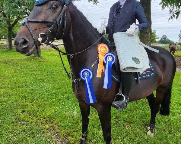 jumper Dark Chocolate 46 (German Sport Horse, 2015, from Don Girovanni)