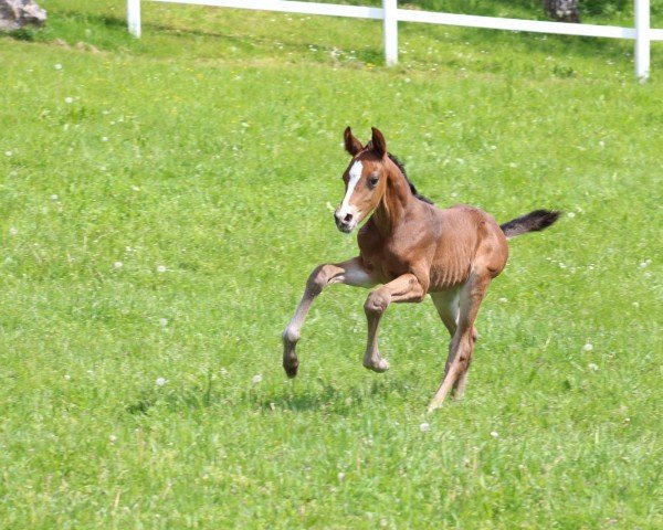 foal by Comaaro (German Sport Horse, 2024, from Comanchero)