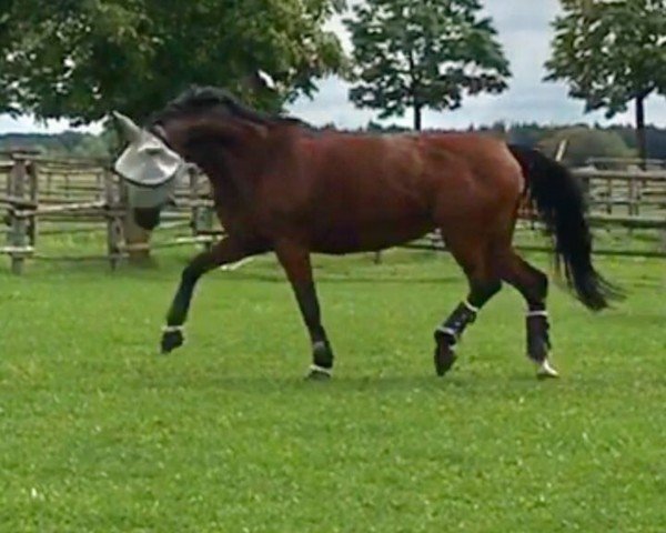 broodmare Indian Summer S (Bavarian, 2005, from Royaldik)