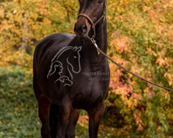 dressage horse Holly Golightly 11 (Oldenburg, 2008, from Laureano)