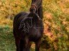 dressage horse Holly Golightly 11 (Oldenburg, 2008, from Laureano)