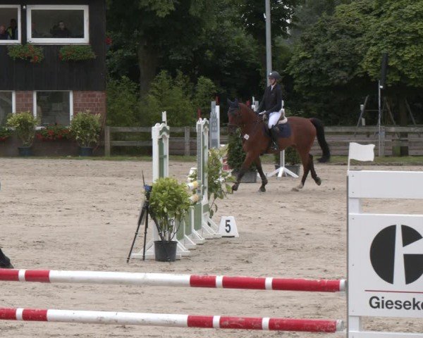 Reitturnier Münster-Roxel 2024