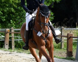 jumper Chaska Z (Zangersheide riding horse, 2020, from Chacfly PS)