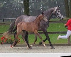 foal by Catch Me D (Westphalian, 2024, from Consantos)