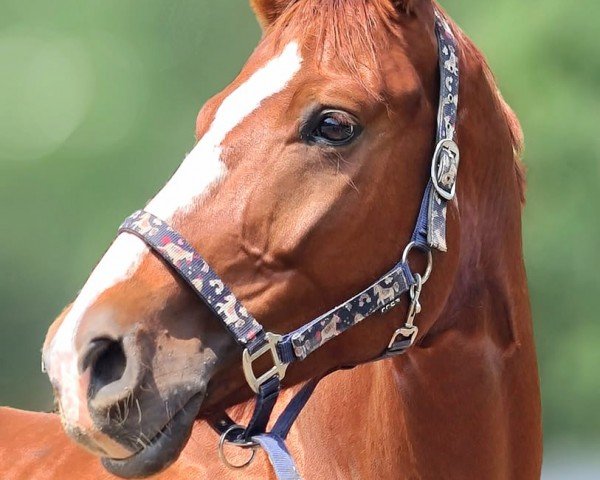 dressage horse Zefir (Oldenburg, 2019, from Ben Benicio)