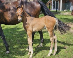 foal by de Buer (Westphalian, 2024, from Dialight)