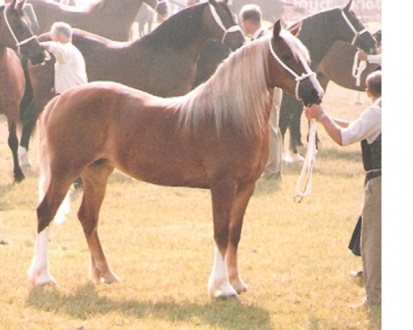 Pferd Uppergraig Star (Welsh-Cob (Sek. D), 1989, von Nebo Daniel)