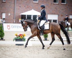 Springpferd Calido's Charly (Deutsches Reitpony, 2016, von Calido G)