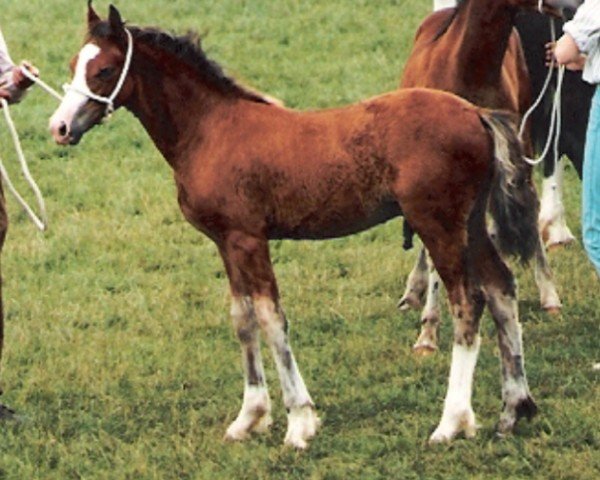 Pferd Tyrpentre Brenin y Garth (Welsh-Cob (Sek. D), 1993, von Ebbw Amber Flash)