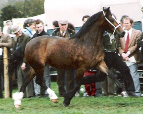 Zuchtstute Pantlleinau Linda (Welsh-Cob (Sek. D), 1986, von Nebo Daniel)