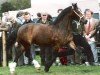 broodmare Pantlleinau Linda (Welsh-Cob (Sek. D), 1986, from Nebo Daniel)