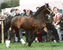 Zuchtstute Pantlleinau Linda (Welsh-Cob (Sek. D), 1986, von Nebo Daniel)