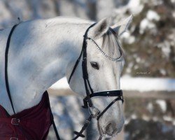 Springpferd Charlotte 203 (Zweibrücker, 2011, von Cassico)