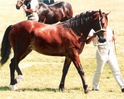 Pferd London True Reflection (Welsh-Cob (Sek. D), 1992, von Broughton True Flyer)