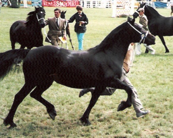 horse Geler Rosann (Welsh-Cob (Sek. D), 1976, from Derwen Rosina's Last)