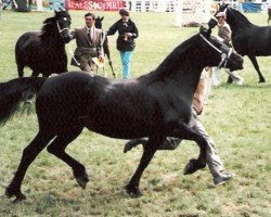 Pferd Geler Rosann (Welsh-Cob (Sek. D), 1976, von Derwen Rosina's Last)