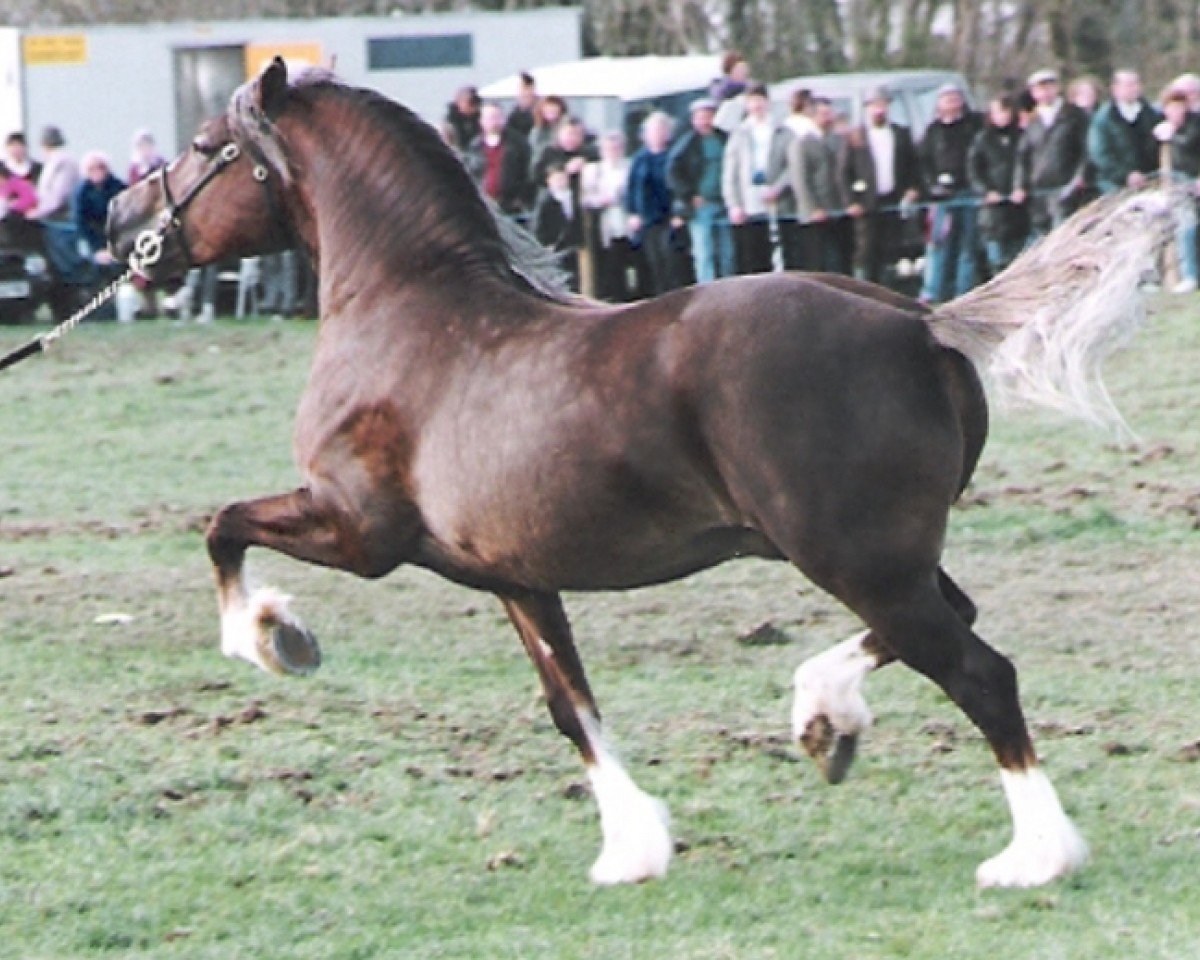 stallion Tawelfan Prince of Wales (Welsh-Cob (Sek. D), 1988, from Derwen Prince of Wales)