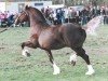 stallion Tawelfan Prince of Wales (Welsh-Cob (Sek. D), 1988, from Derwen Prince of Wales)