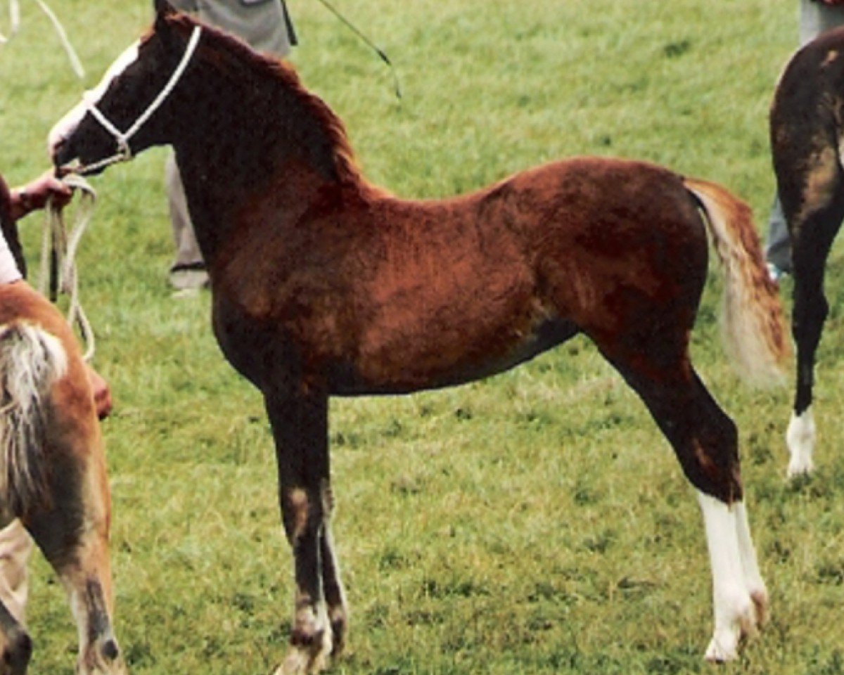 horse Tawelfan Duchess (Welsh-Cob (Sek. D), 1993, from Tawelfan Prince of Wales)