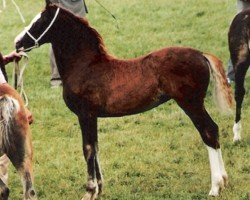 Pferd Tawelfan Duchess (Welsh-Cob (Sek. D), 1993, von Tawelfan Prince of Wales)