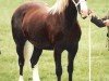 broodmare Tawelfan Reflection (Welsh-Cob (Sek. D), 1988, from Nebo Daniel)