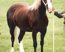 Zuchtstute Tawelfan Reflection (Welsh-Cob (Sek. D), 1988, von Nebo Daniel)