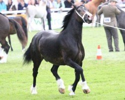 Pferd Tawelfan Ruby (Welsh-Cob (Sek. D), 2006, von Lynard Poacher)