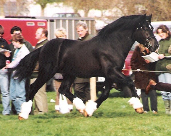 stallion Lynard Poacher (Welsh-Cob (Sek. D), 1988, from Derwen Prince of Wales)