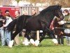 Deckhengst Lynard Poacher (Welsh-Cob (Sek. D), 1988, von Derwen Prince of Wales)