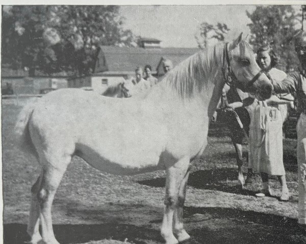 Zuchtstute Brierwood Honey (Welsh Mountain Pony (Sek.A), 1947, von Brierwood Mistwyn)