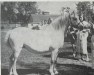 Zuchtstute Brierwood Honey (Welsh Mountain Pony (Sek.A), 1947, von Brierwood Mistwyn)