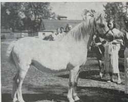 broodmare Brierwood Honey (Welsh mountain pony (SEK.A), 1947, from Brierwood Mistwyn)