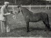 stallion Vean Vencock (Dartmoor Pony, 1957, from Pipit)