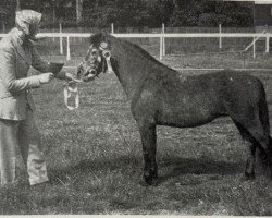 stallion Vean Vencock (Dartmoor Pony, 1957, from Pipit)