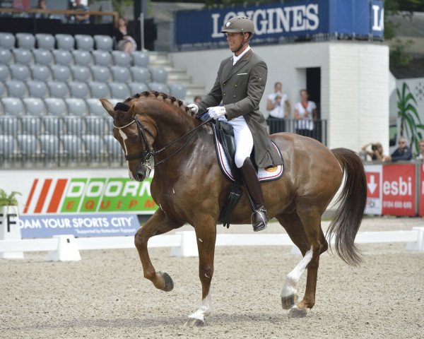 dressage horse Zippo (Royal Warmblood Studbook of the Netherlands (KWPN), 2004, from Rousseau)