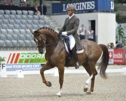 dressage horse Zippo (KWPN (Royal Dutch Sporthorse), 2004, from Rousseau)