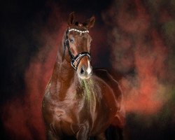 jumper Bellisarie (Bailey) (Westfale, 2009, from Beltoni)