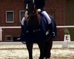 dressage horse Drommelse Kerel (Oldenburg, 2018, from Don Allegro)